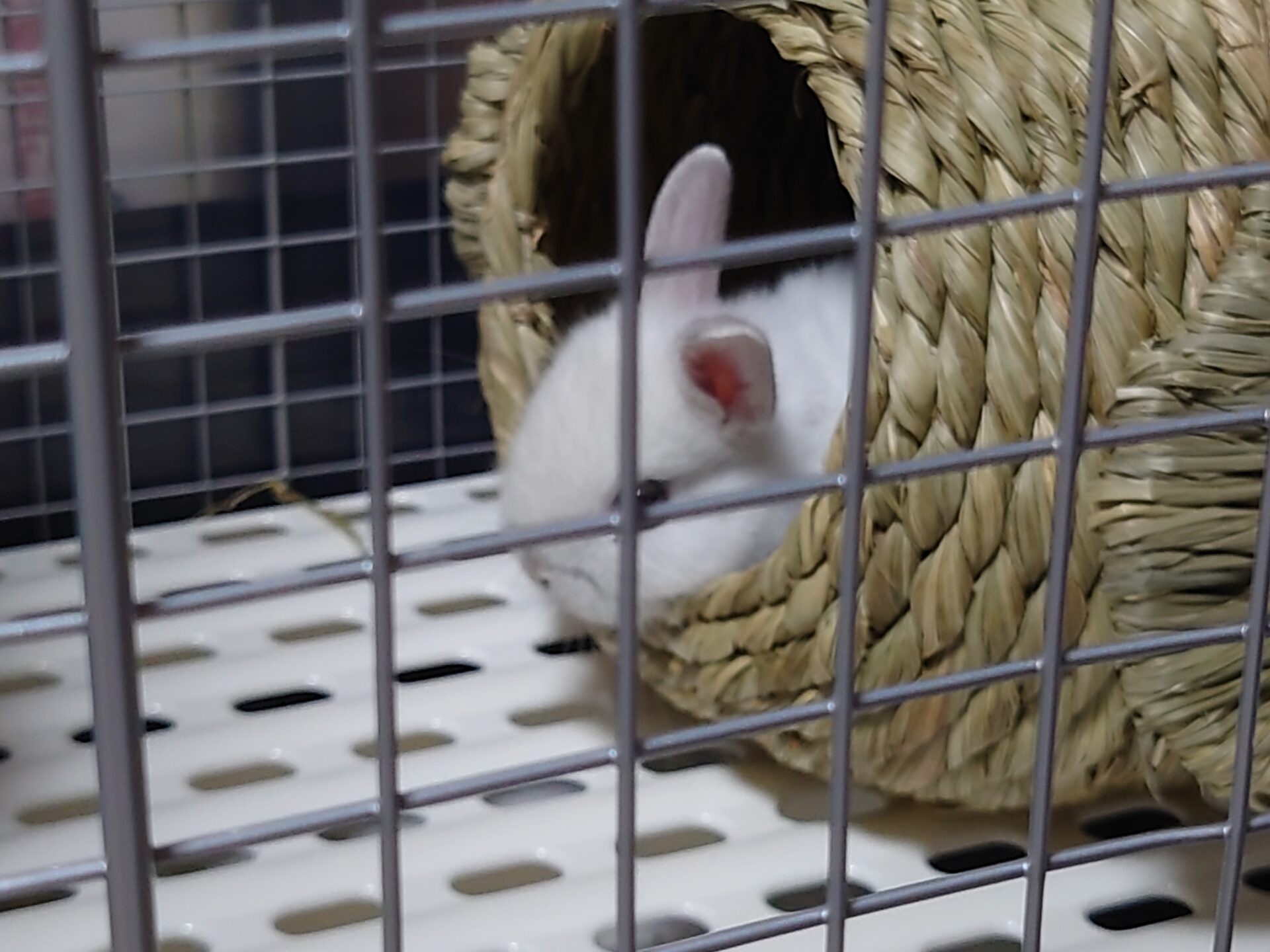 子うさぎ（ネザーランドドワーフ）を飼い始めました！【1日目～3
