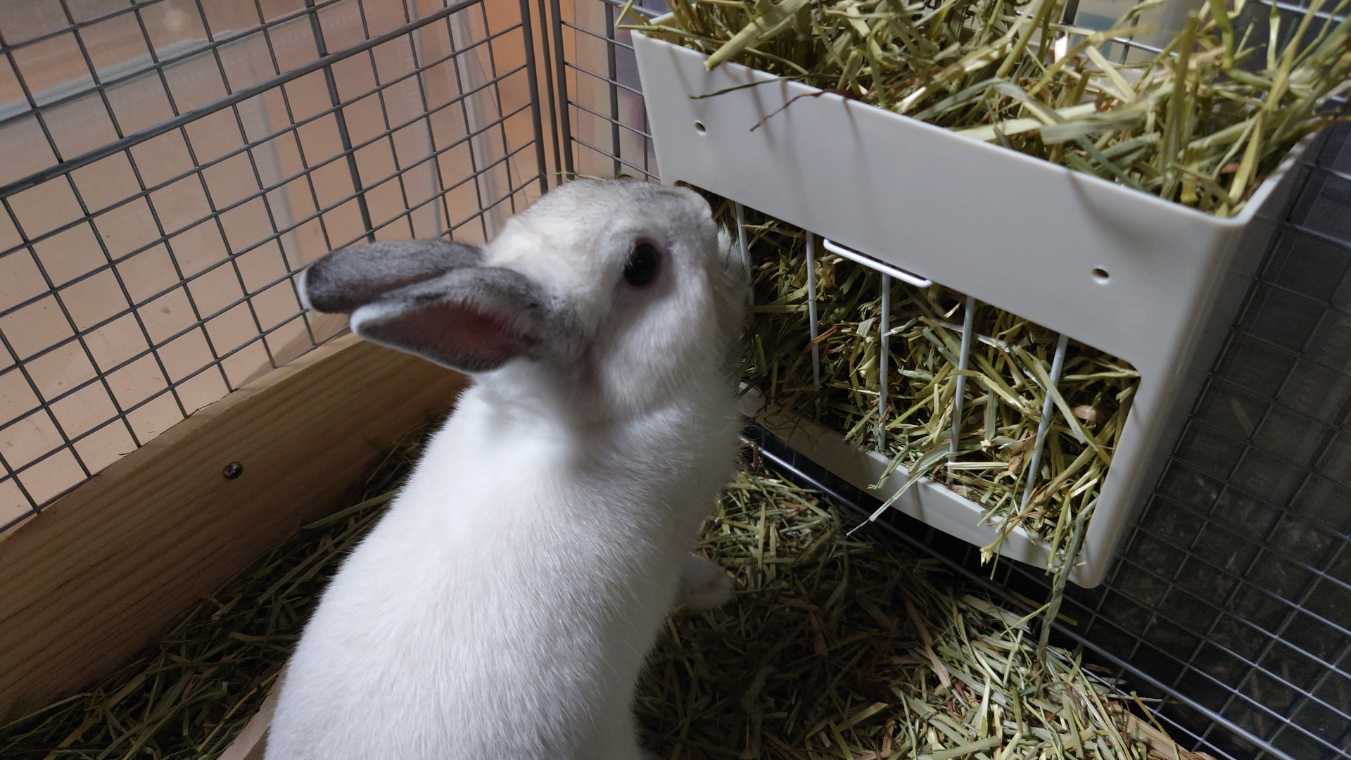 マッシュル レイン ロフト うさぎTシャツ Mサイズ 未開封 未開封